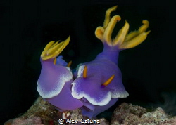 Mates nudibranchias in Anilao by Alev Oztunc 